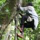 Image for article titled Ancient hominids may have left the trees, but we never abandoned them